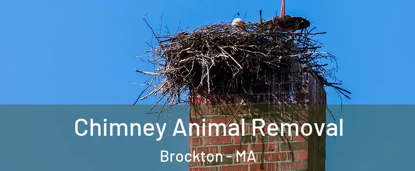  Chimney Animal Removal Brockton - MA