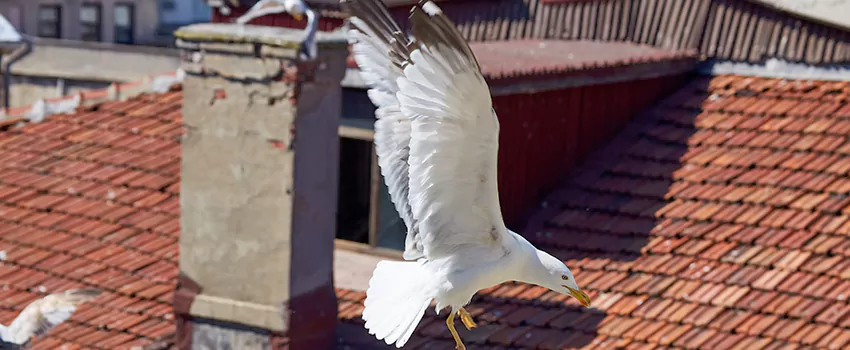 Residential Chimney Animal Removal Solution in Brockton, MA