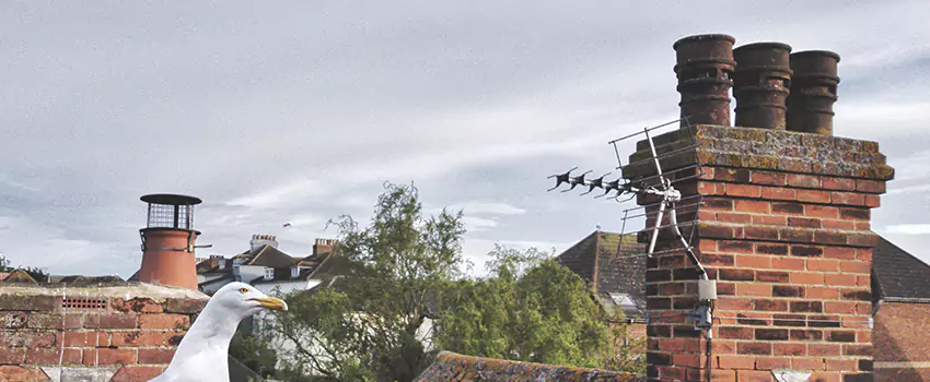 Chimney Cleaning And Restoration in Brockton, Massachusetts
